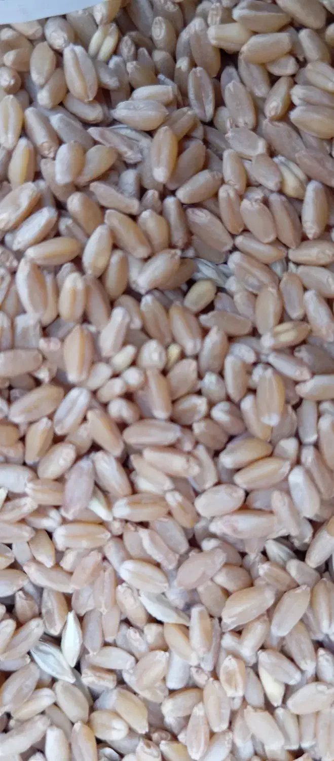 گندم چمران|حراج|سوسنگرد, |دیوار