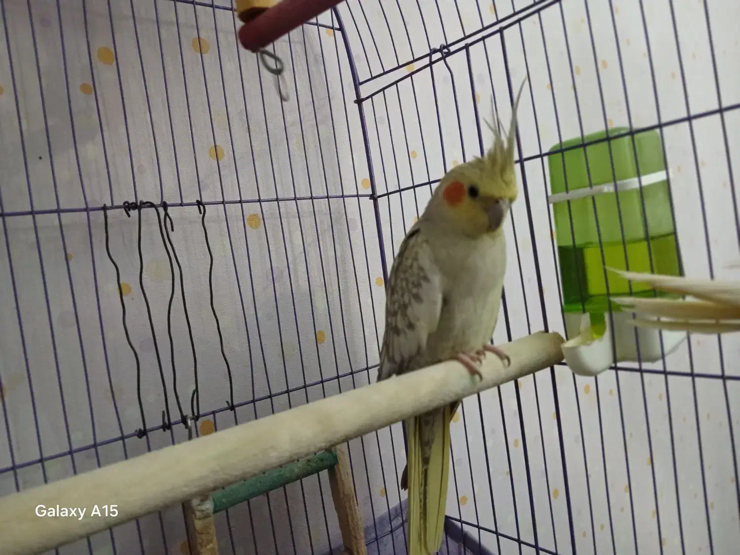 عروس هلندی جفت خورده جوجه داده|پرنده|اسلامشهر, مظفریه|دیوار