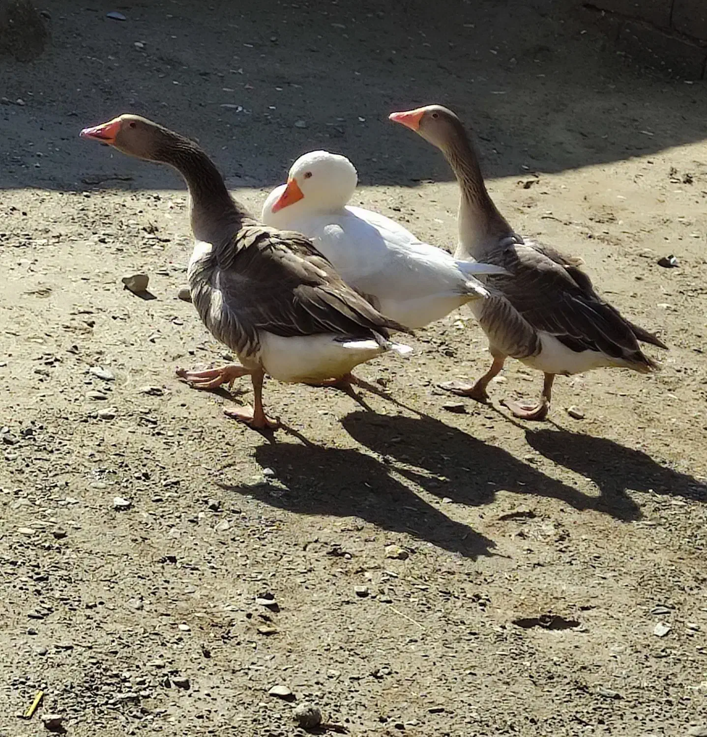 غاز|حیوانات مزرعه|ایرانشهر, |دیوار