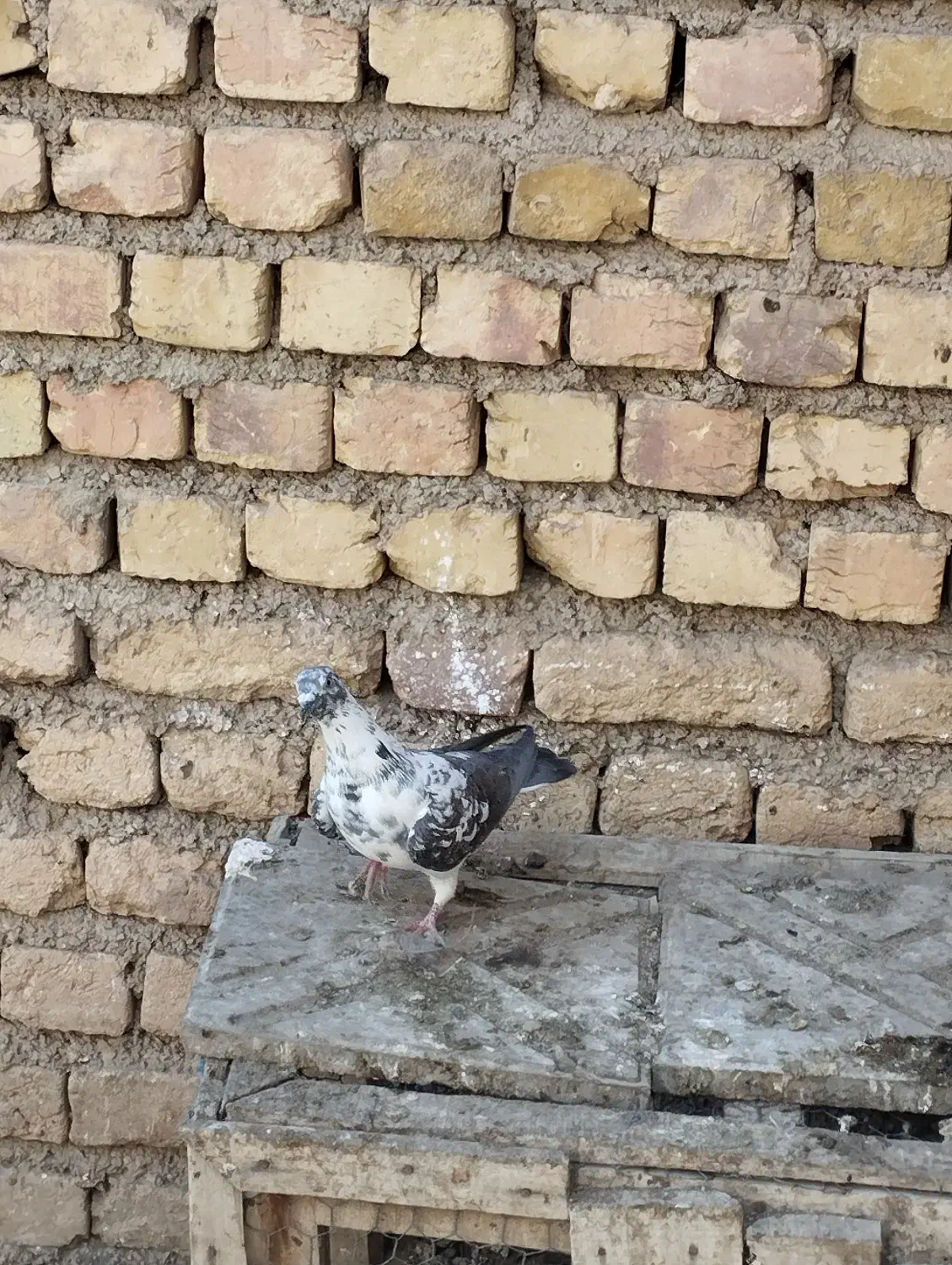 کبوتر ماده مصافتی|پرنده|سمیرم, |دیوار