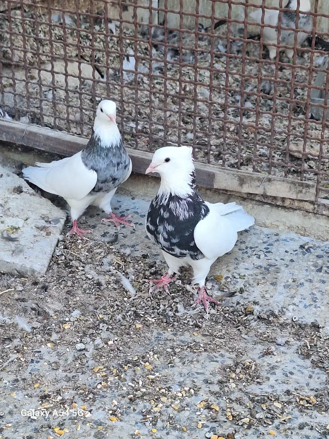 کبوتر طوقی کله ای سینه ای|پرنده|شهرضا, |دیوار