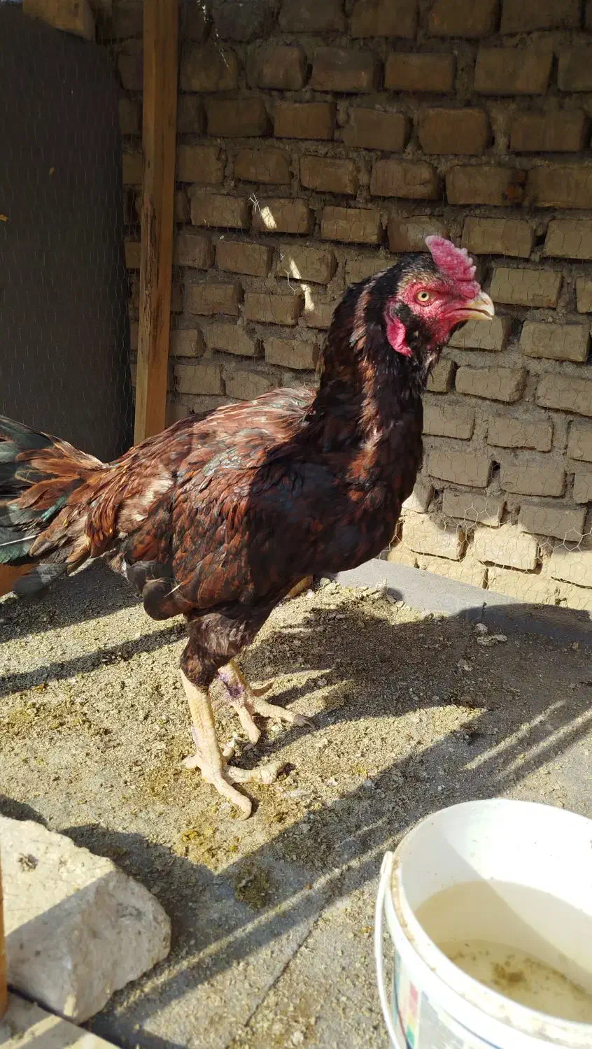 خروس لاری ۲ ساله|حیوانات مزرعه|خلیل شهر, |دیوار