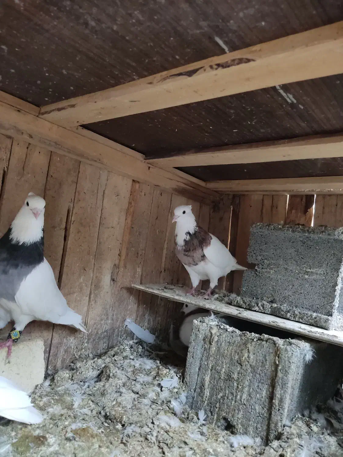 طوق زیبا|پرنده|سیسخت, |دیوار