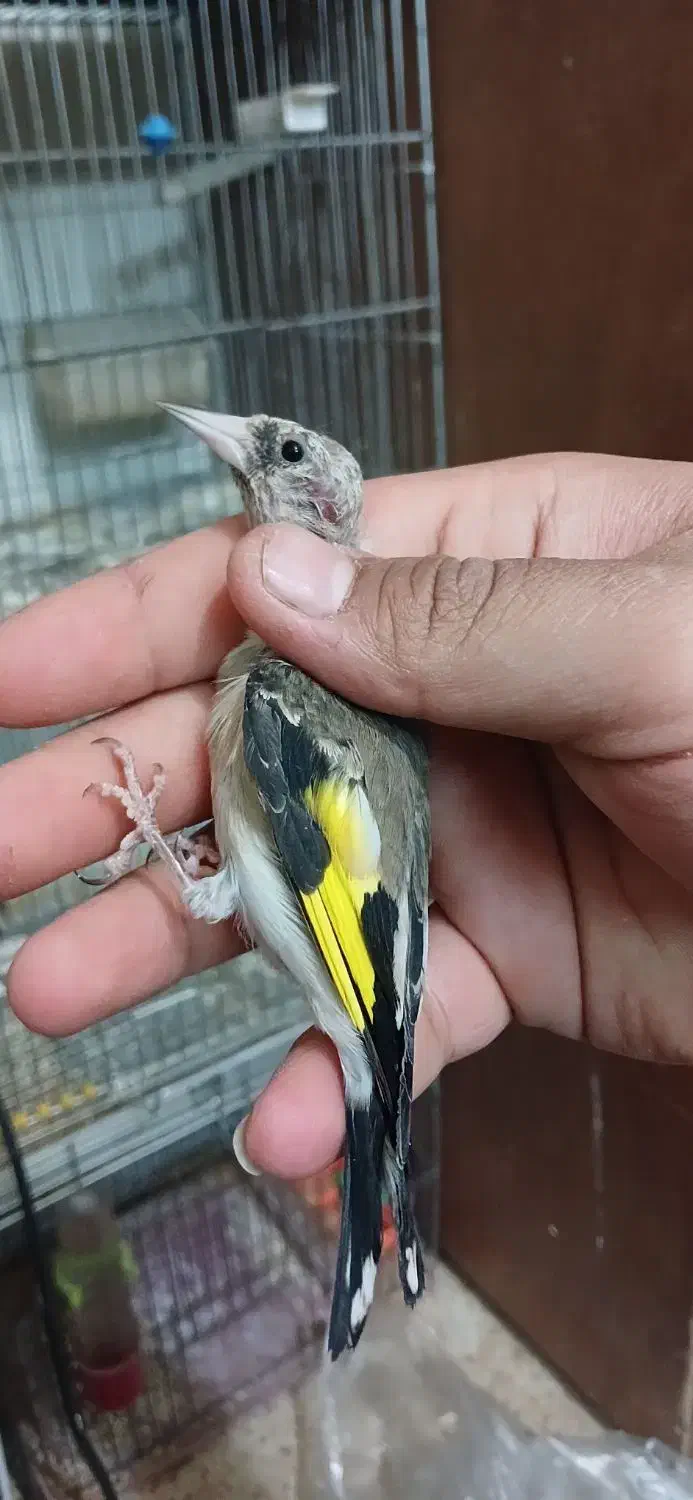 سهره قناری.سهره متولد قفس.سهره خاکی|پرنده|کرمان, |دیوار