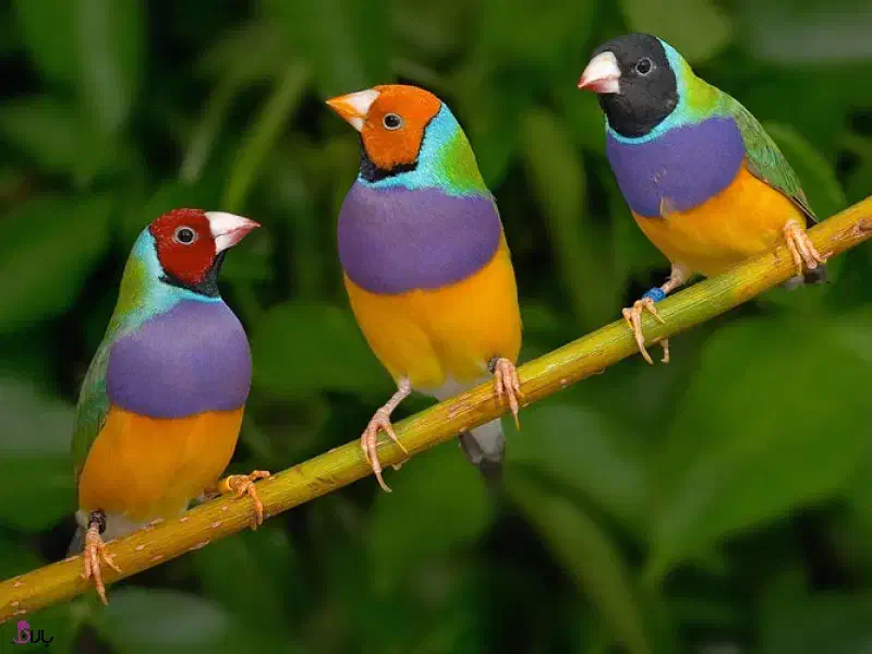 جوجه گلدین سهره قناری کوتوله عروس هلندی طوطی|پرنده|اصفهان, رحیمآباد|دیوار