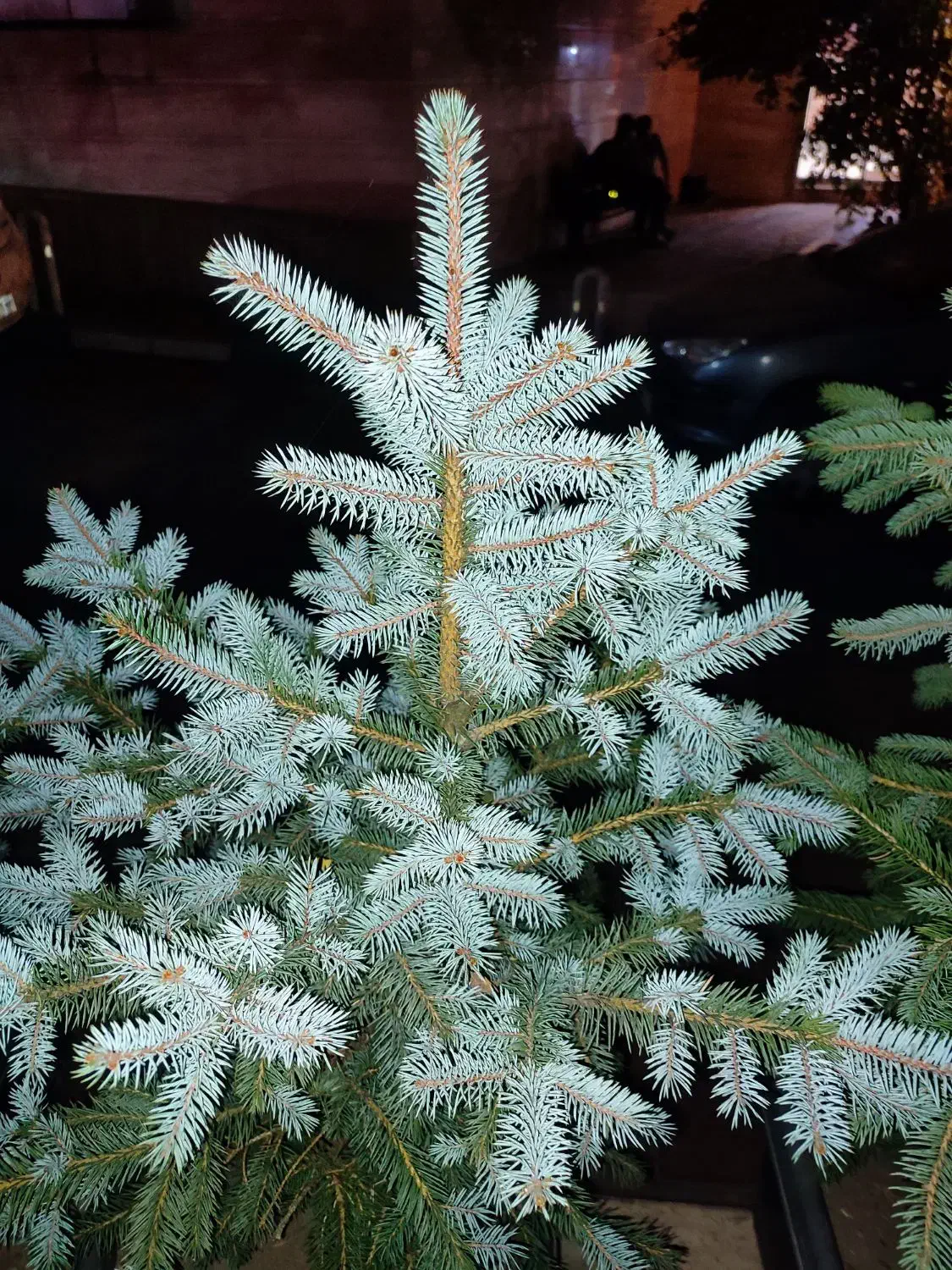 کاج نوئل آبی / ۵۰ درصد تخفیف|گل و گیاه طبیعی|تهران, صادقیه|دیوار