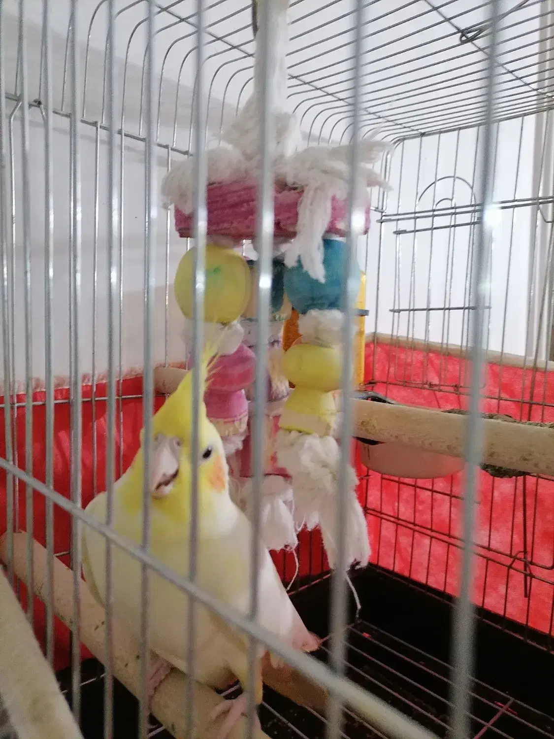 عروس هلندی لوتینو|پرنده|شیراز, کوشک میدان|دیوار