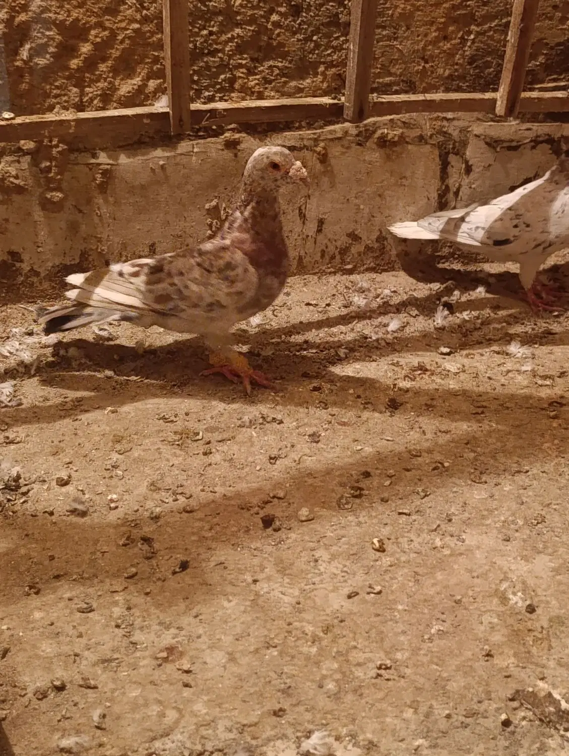 سرور|پرنده|لنجان, |دیوار