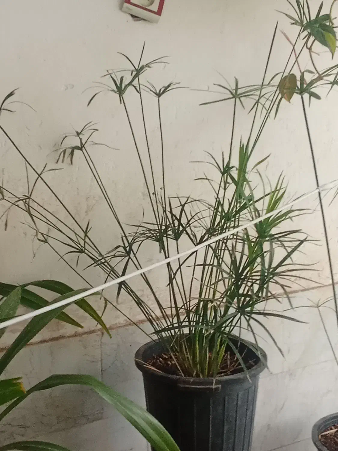 گل نخل مرداب وپتوس|گل و گیاه طبیعی|سبزوار, جوادیه غربی|دیوار