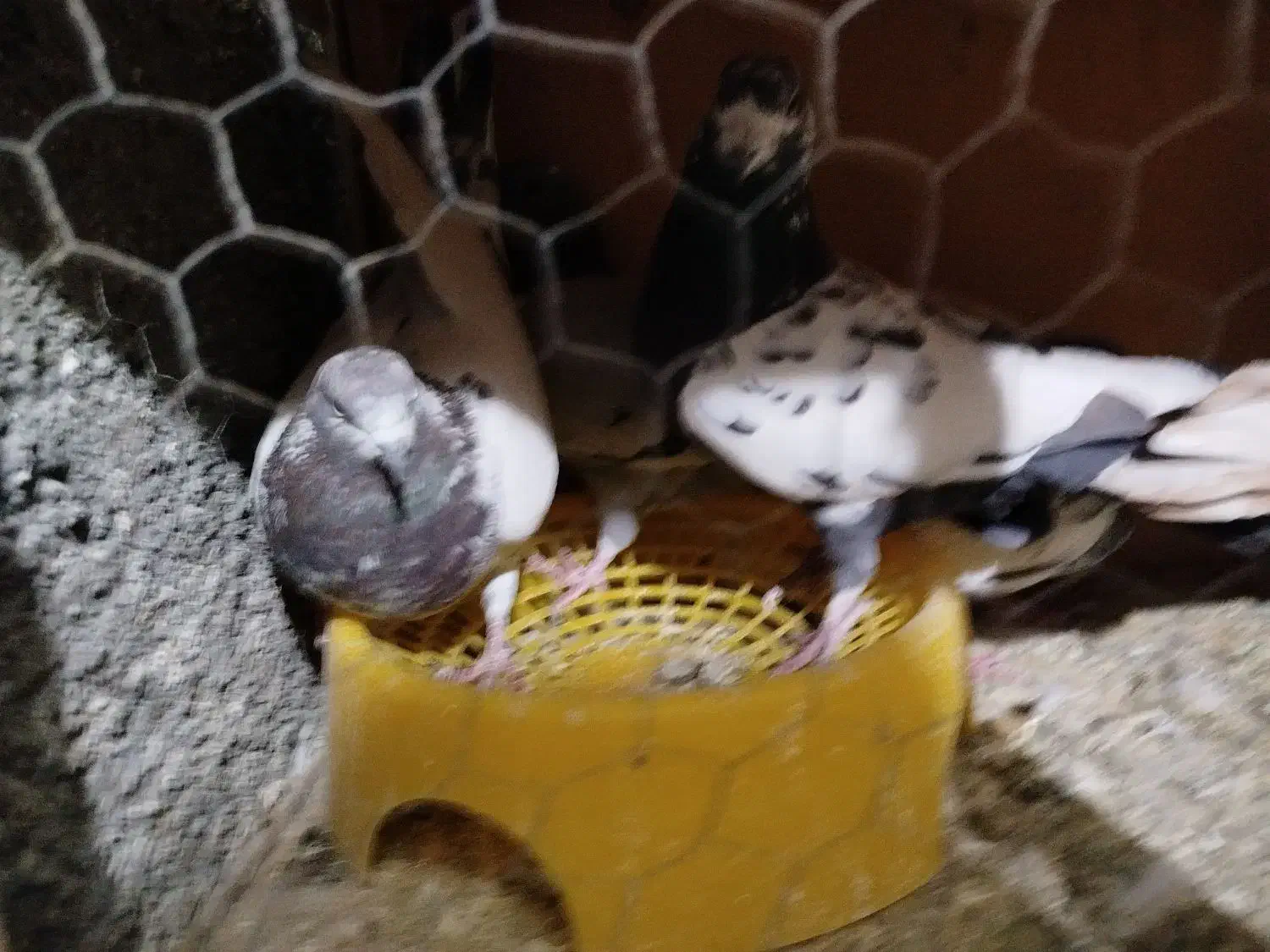 کبوتر مالچه|پرنده|سنندج, |دیوار