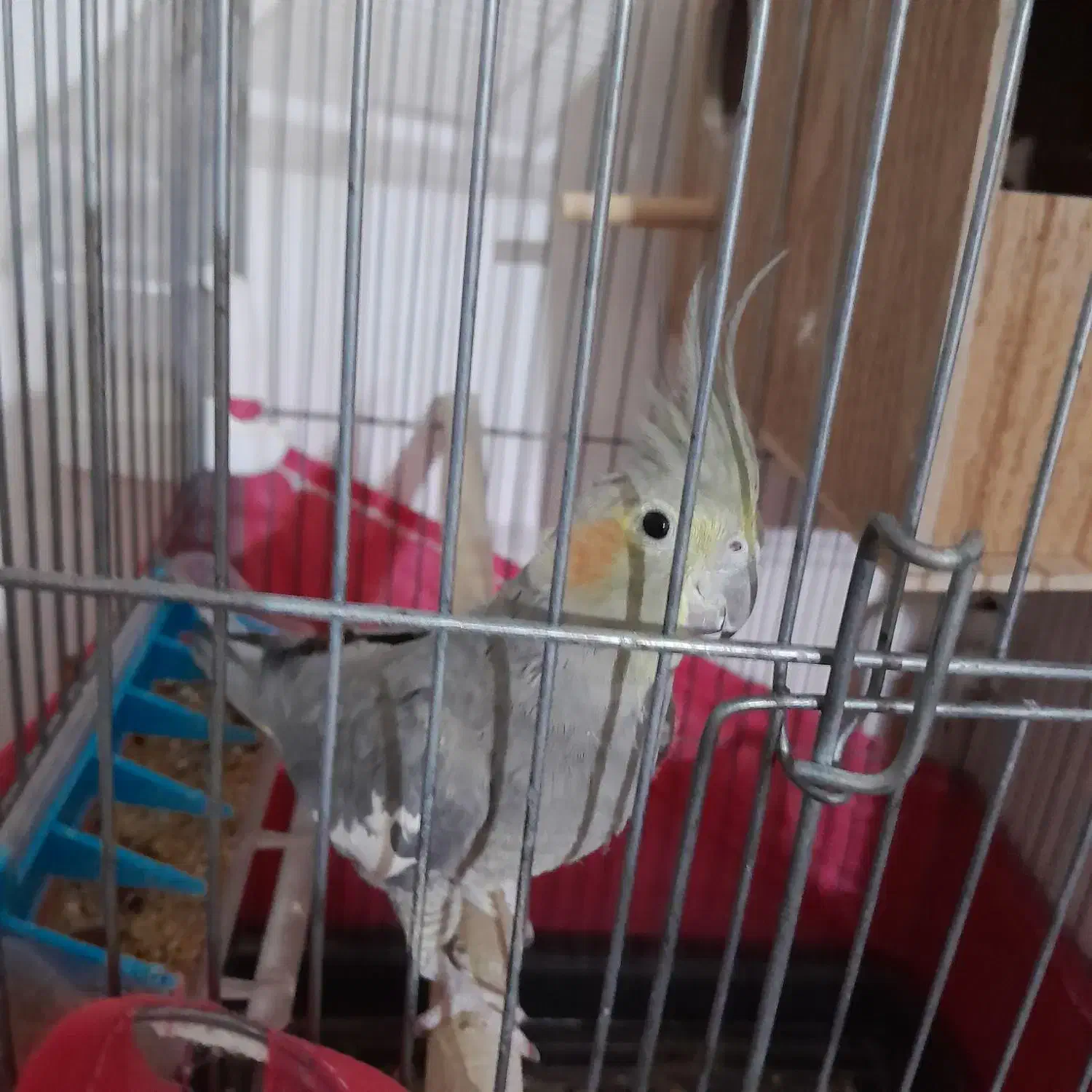 عروس هلندی ماده|پرنده|تاکستان, |دیوار