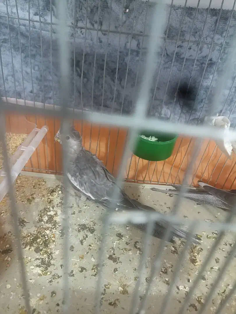 جوجه عروس هلندی|پرنده|شاهینشهر, فردوسی|دیوار