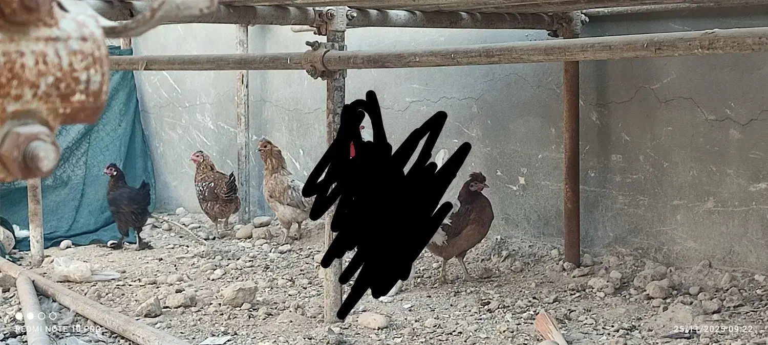 مرغ محلی|حیوانات مزرعه|لامرد, |دیوار