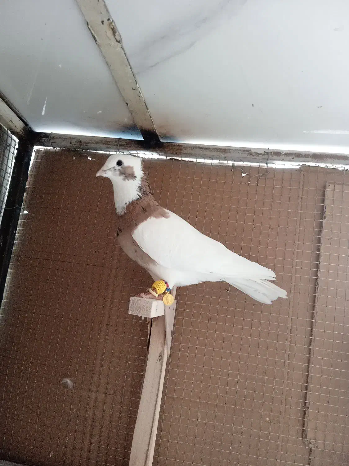 کبوتر،طوق زرد،خال سیاه|پرنده|شیراز, سعدیه شمالی|دیوار