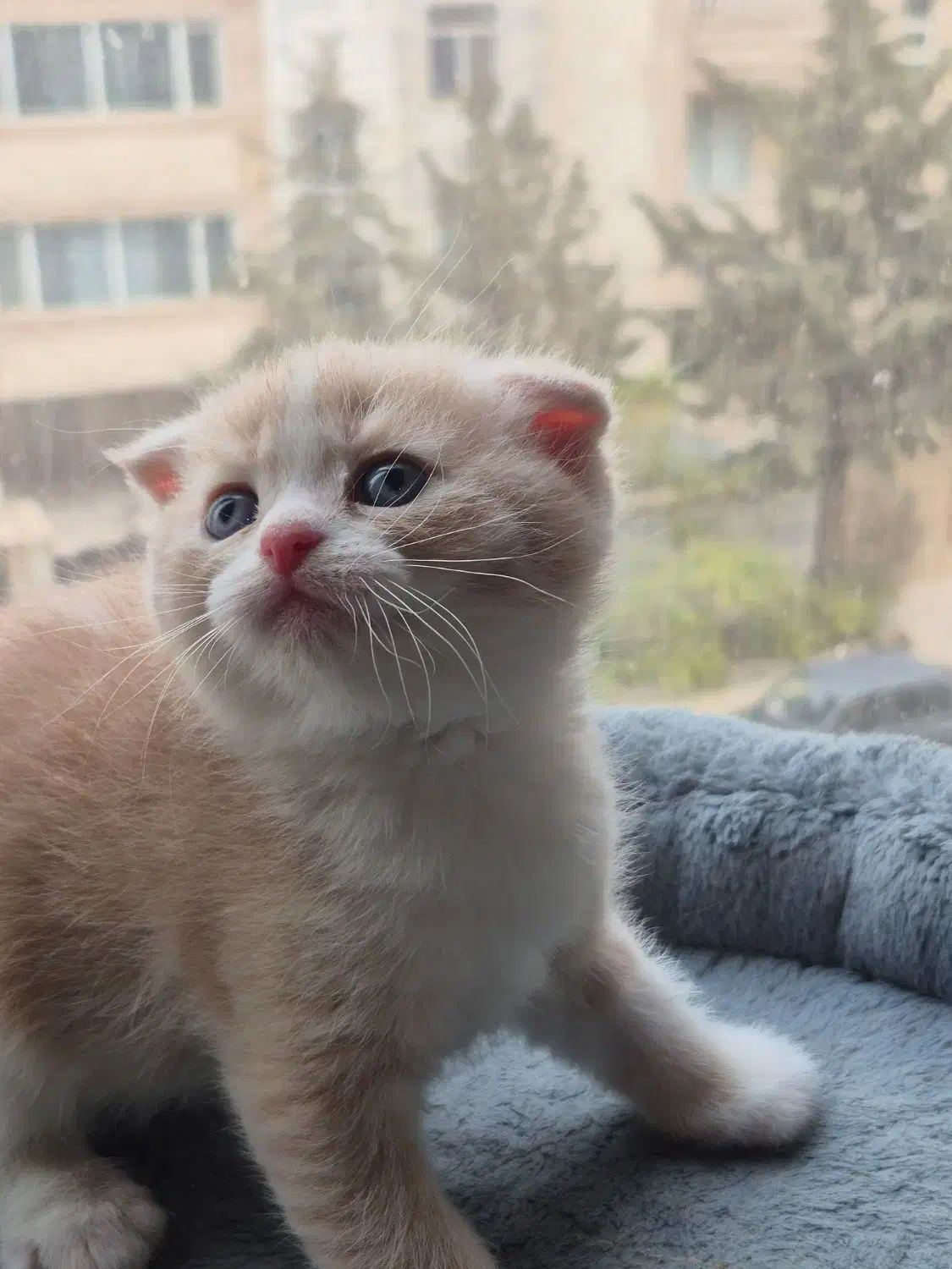 گربه اسکاتیش بریتیش|گربه|کرج, اتحاد|دیوار