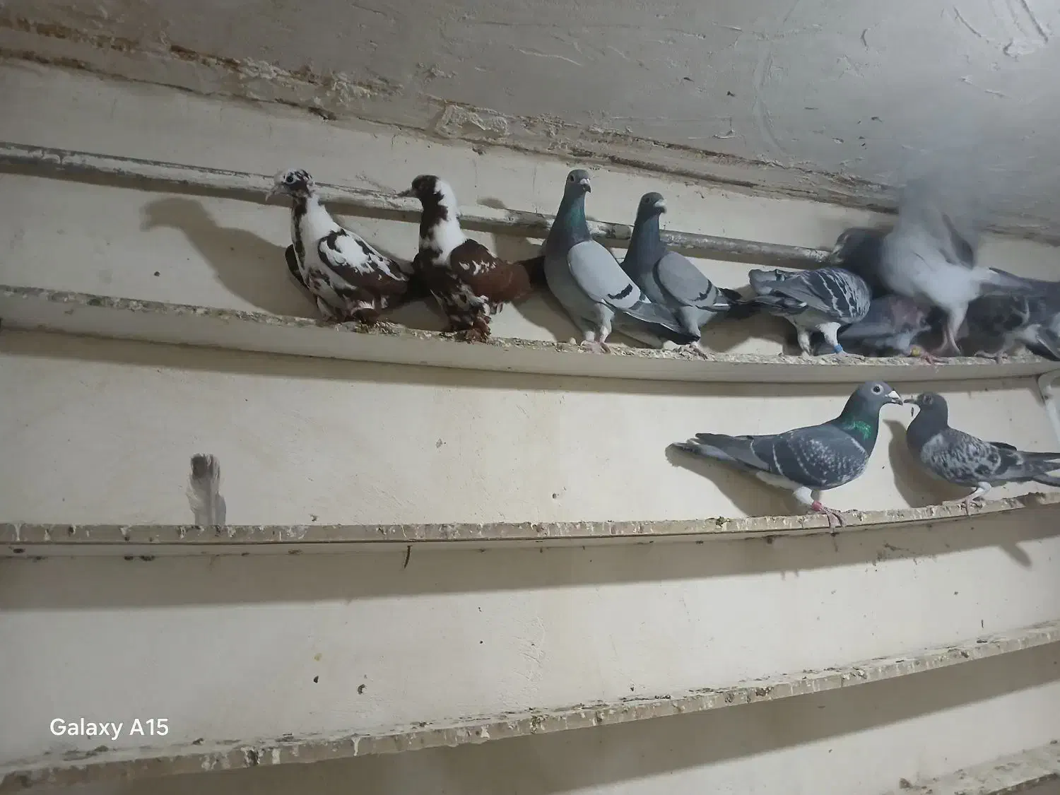 دوبر گیلانده|پرنده|اردبیل, |دیوار