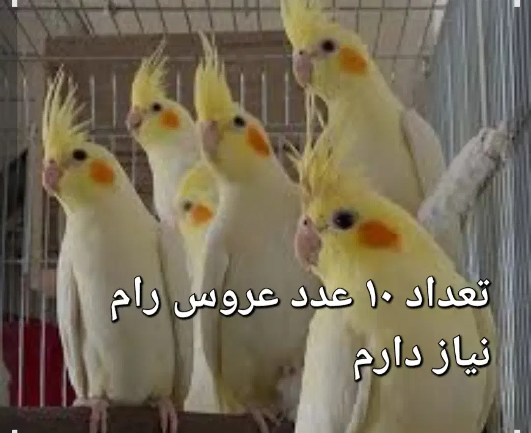 عروس هلندی|پرنده|پاریز, |دیوار