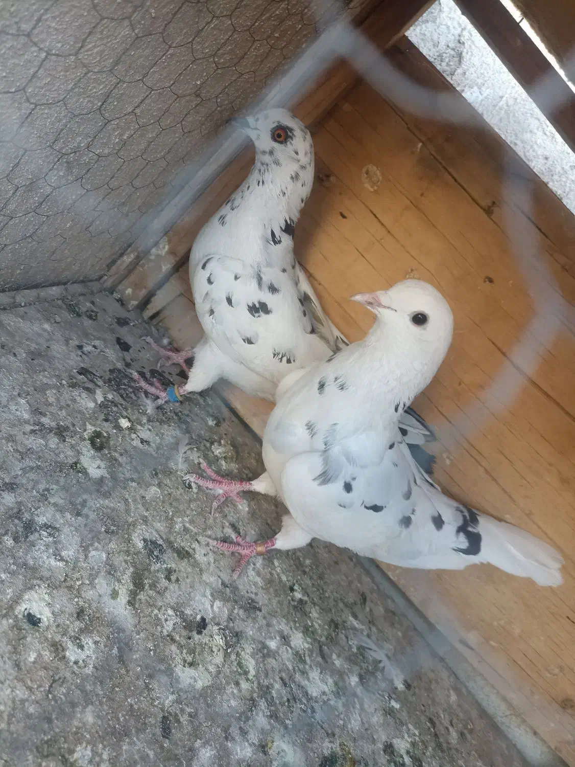 کفتر پرشی|پرنده|کهریزک, |دیوار