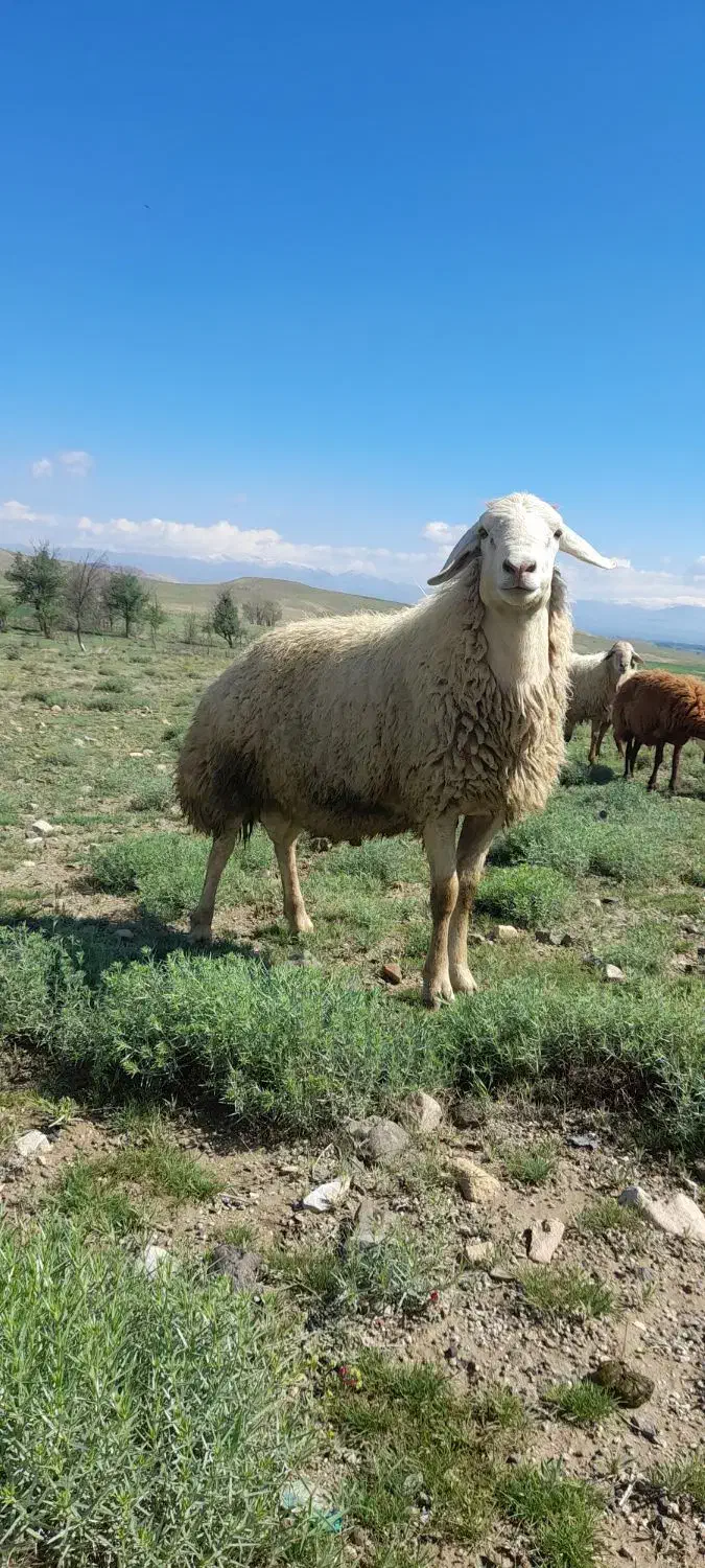 قوچ دامازلخ|حیوانات مزرعه|سراب, |دیوار