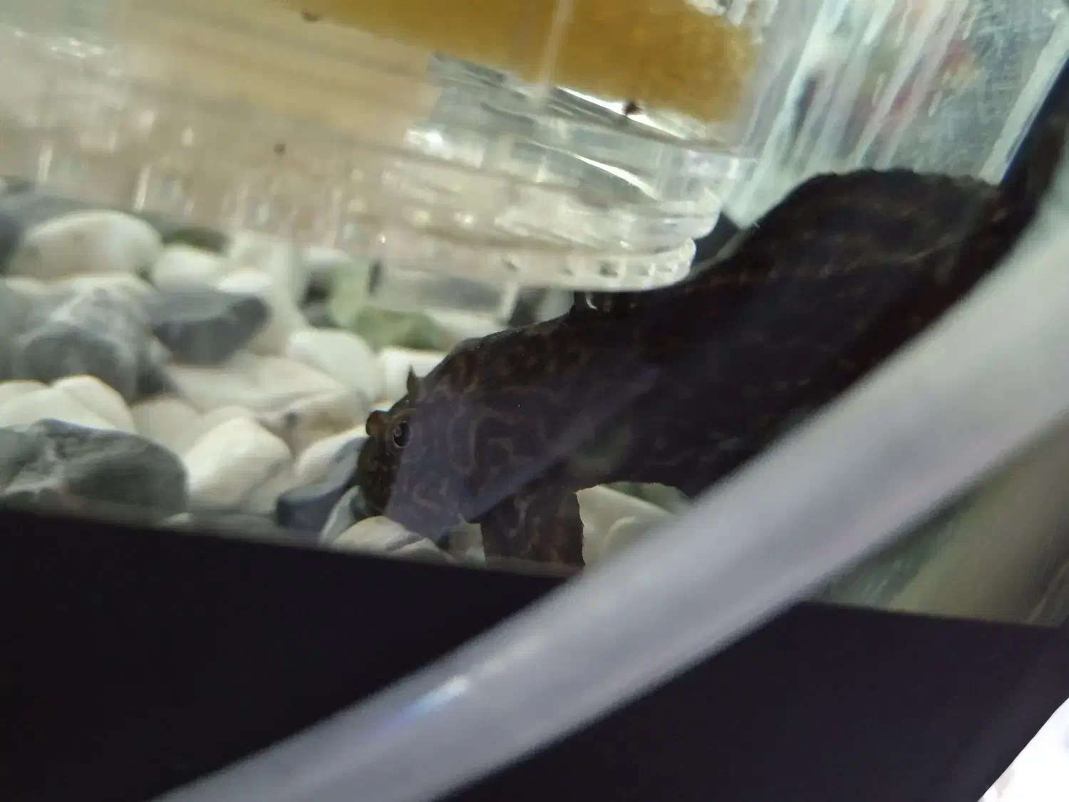 لجن خوار|ماهی|یزد, |دیوار