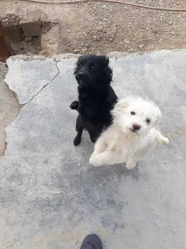 پاپی|سگ|اسدآباد, |دیوار