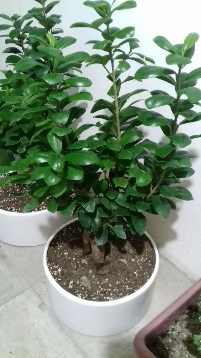 گل کاکتوس بن سای|گل و گیاه طبیعی|شیراز, آزادگان|دیوار