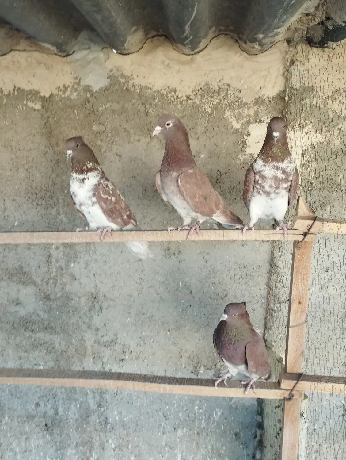 کبوتر|پرنده|شهر ری, شهید بهشتی|دیوار