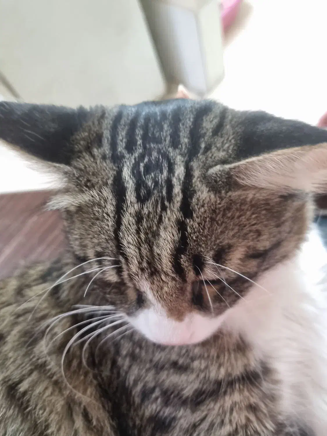 گربه گمشده مژدگانی|حیوانات|مشهد, یوسفیه (شهرک غرب)|دیوار