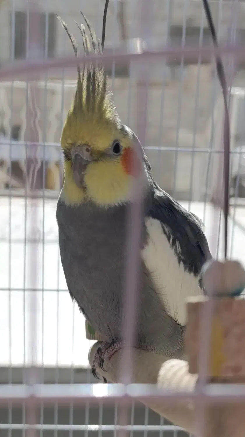 یک عدد عروس هلندی نر|پرنده|فردیس, سرحدی|دیوار