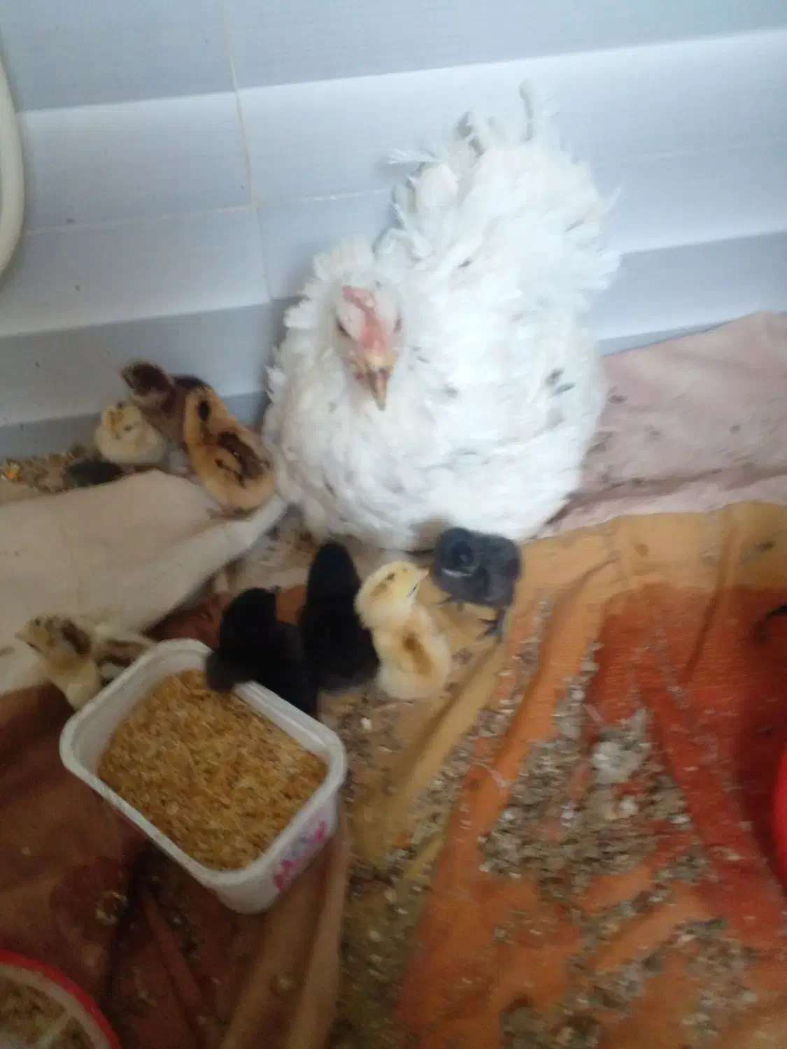 تعدادی خروس۶ماهه برای خون|حیوانات مزرعه|بیرجند, |دیوار