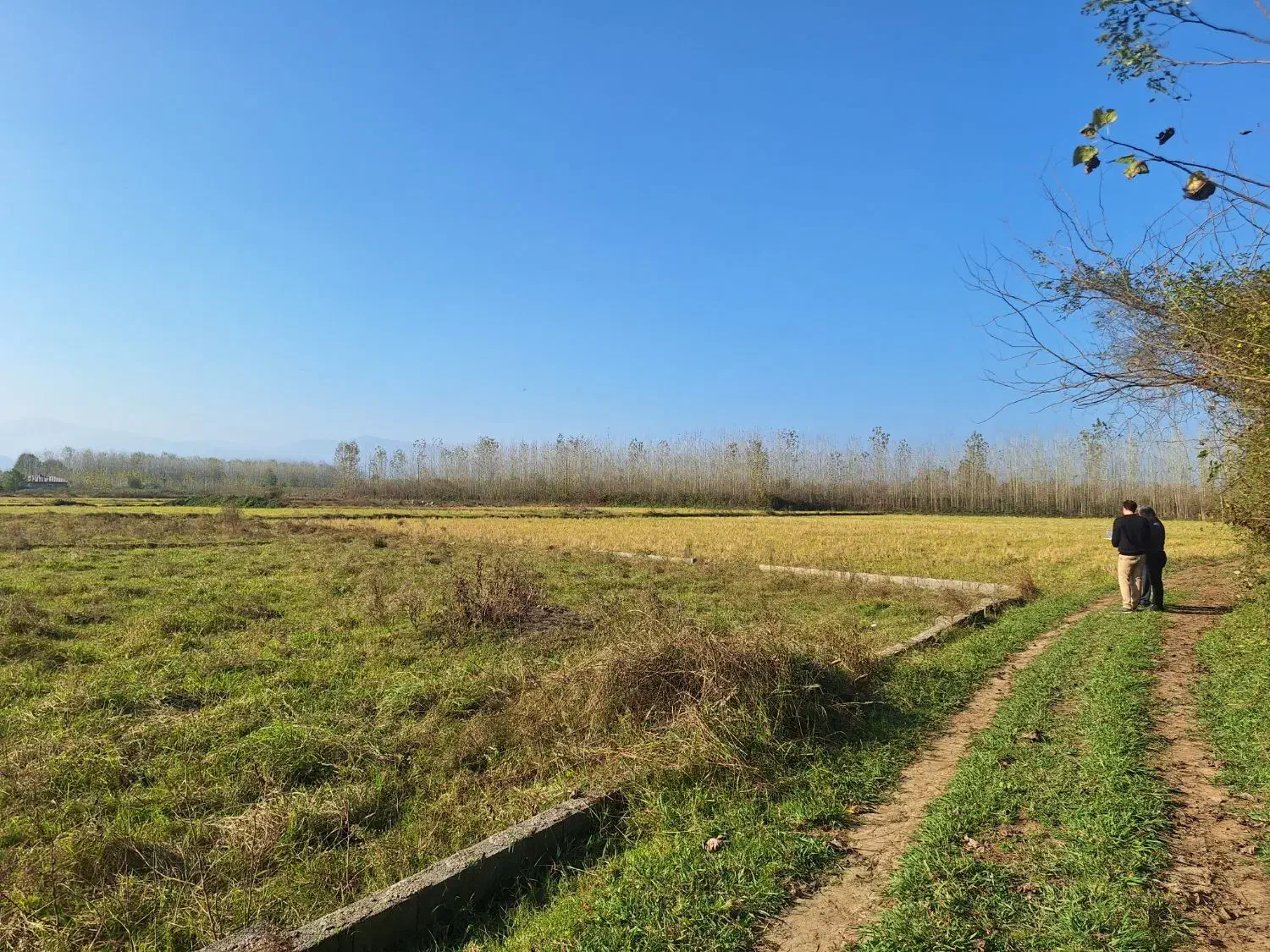 فروش زمین ۲۵۰ متری در ماسال|فروش زمین و ملک کلنگی|طاهرگوراب, |دیوار