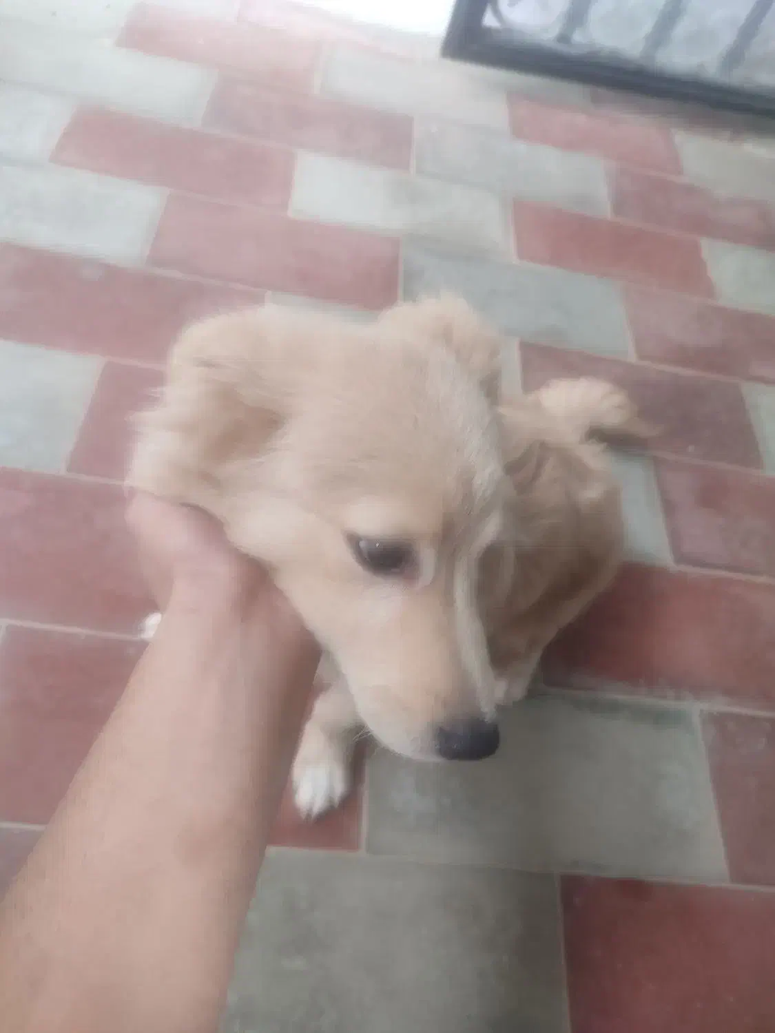 سگ اشپیتز تریر ۶ماهه|سگ|چابکسر, |دیوار