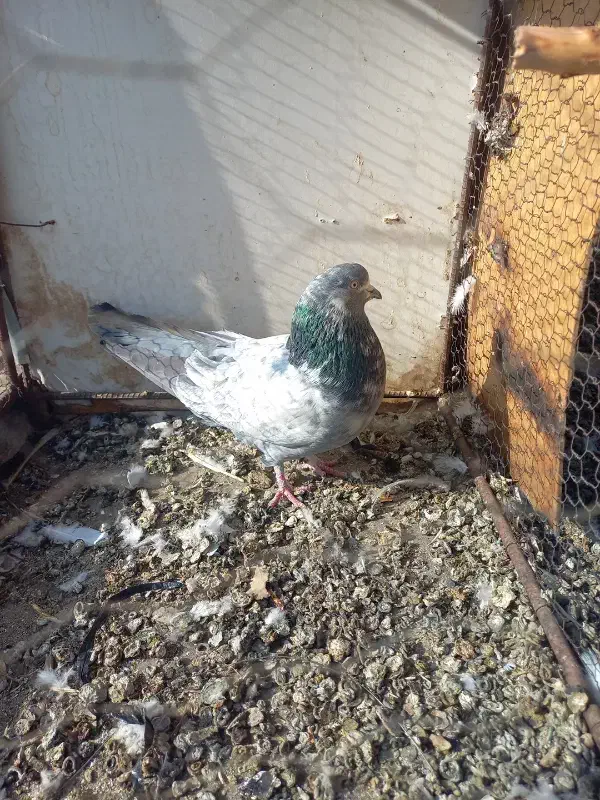 کبوتر|پرنده|همدان, |دیوار