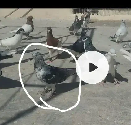 گمشده|حیوانات|قوچان, |دیوار