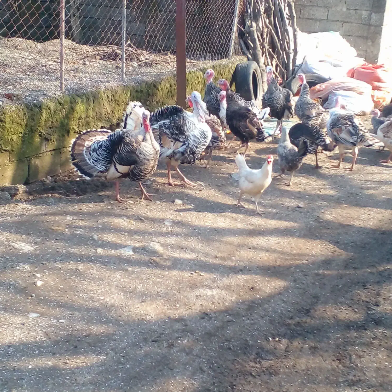 غاز و بوقلمون|حیوانات مزرعه|لوندویل, |دیوار