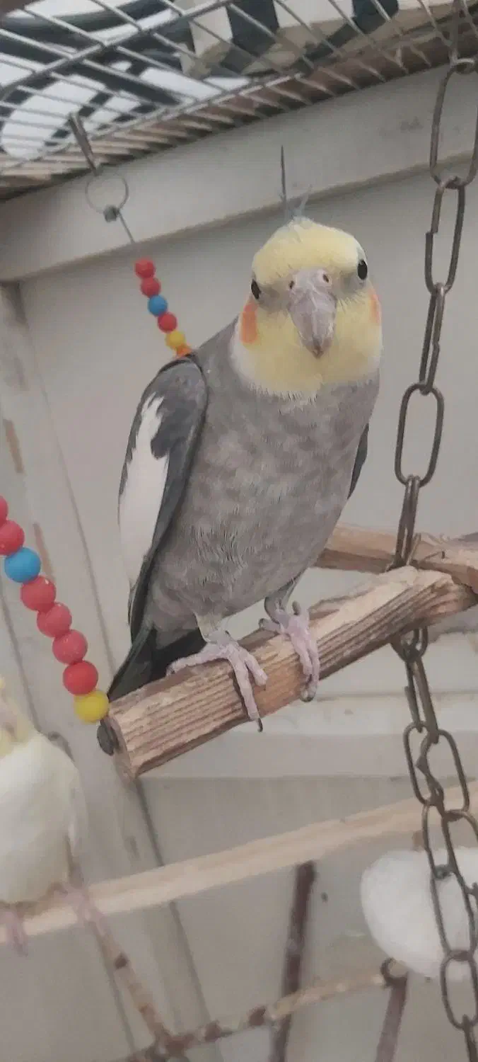 معاوضه|پرنده|ارومیه, |دیوار