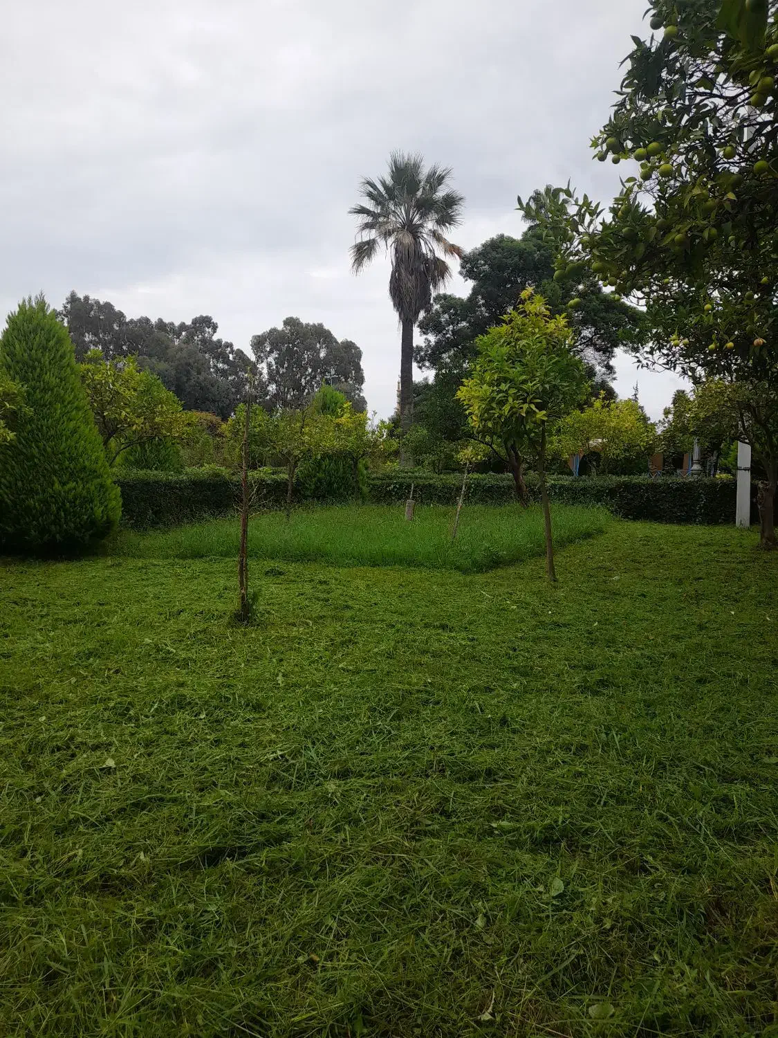 علف تراشی باغ و باغچه|خدمات باغبانی و درختکاری|رامسر, |دیوار