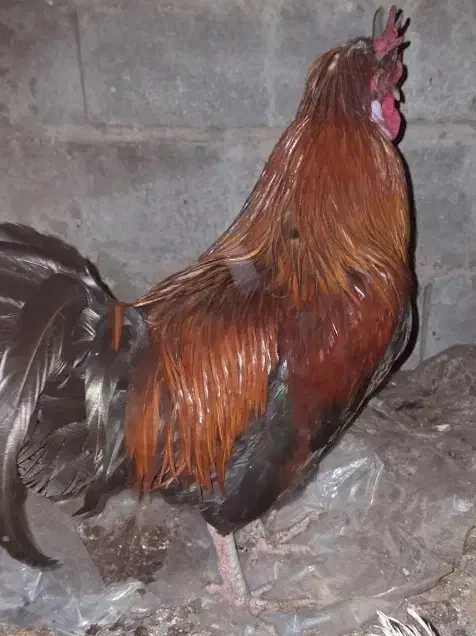 مرغ|حیوانات مزرعه|جیرفت, |دیوار