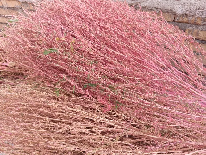 جارو|جاروبرقی، جارو شارژی، بخارشو|بلداجی, |دیوار
