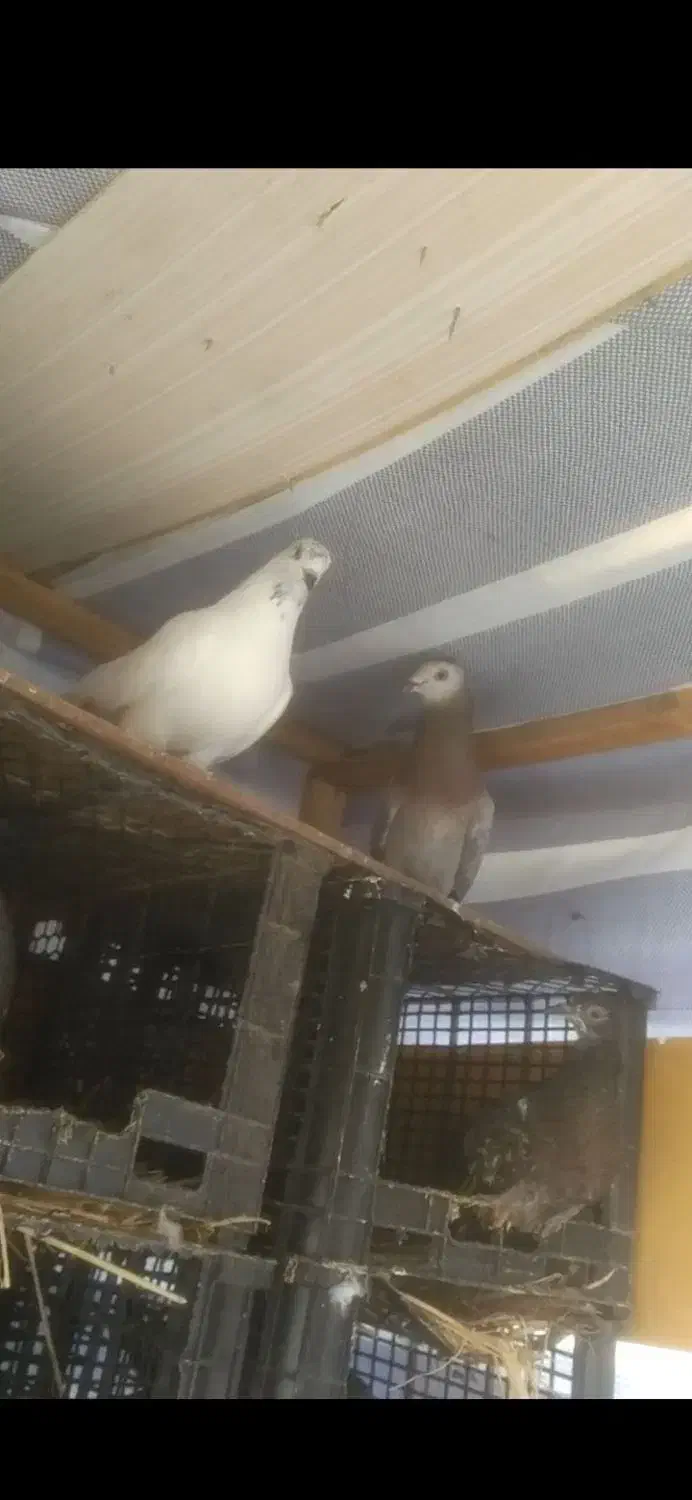 مسافتی گم شده|پرنده|لاهیجان, گلستان|دیوار