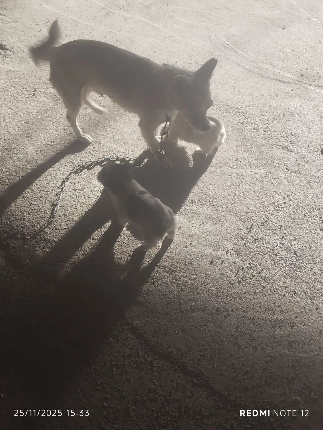 سگ پا کوتاه|سگ|کرمانشاه, |دیوار