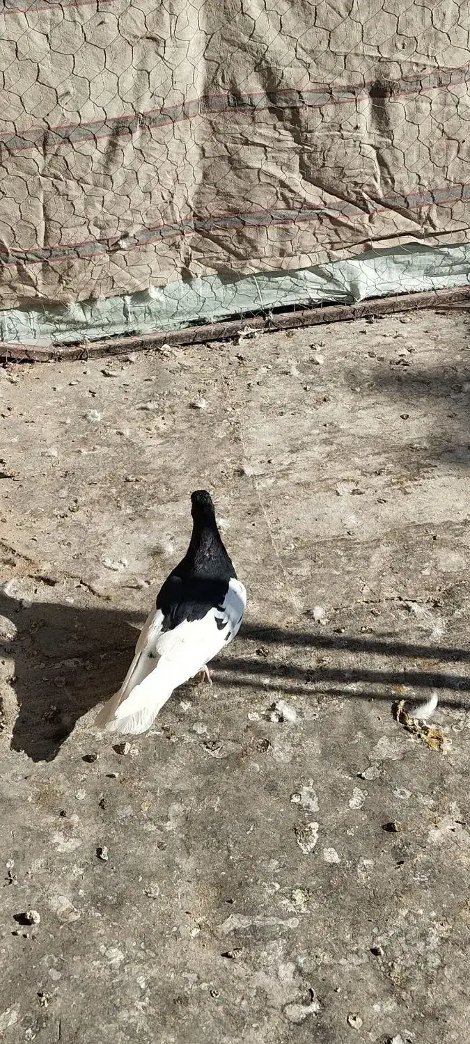 کفتر یال سیاه|پرنده|شیراز, تندگویان|دیوار