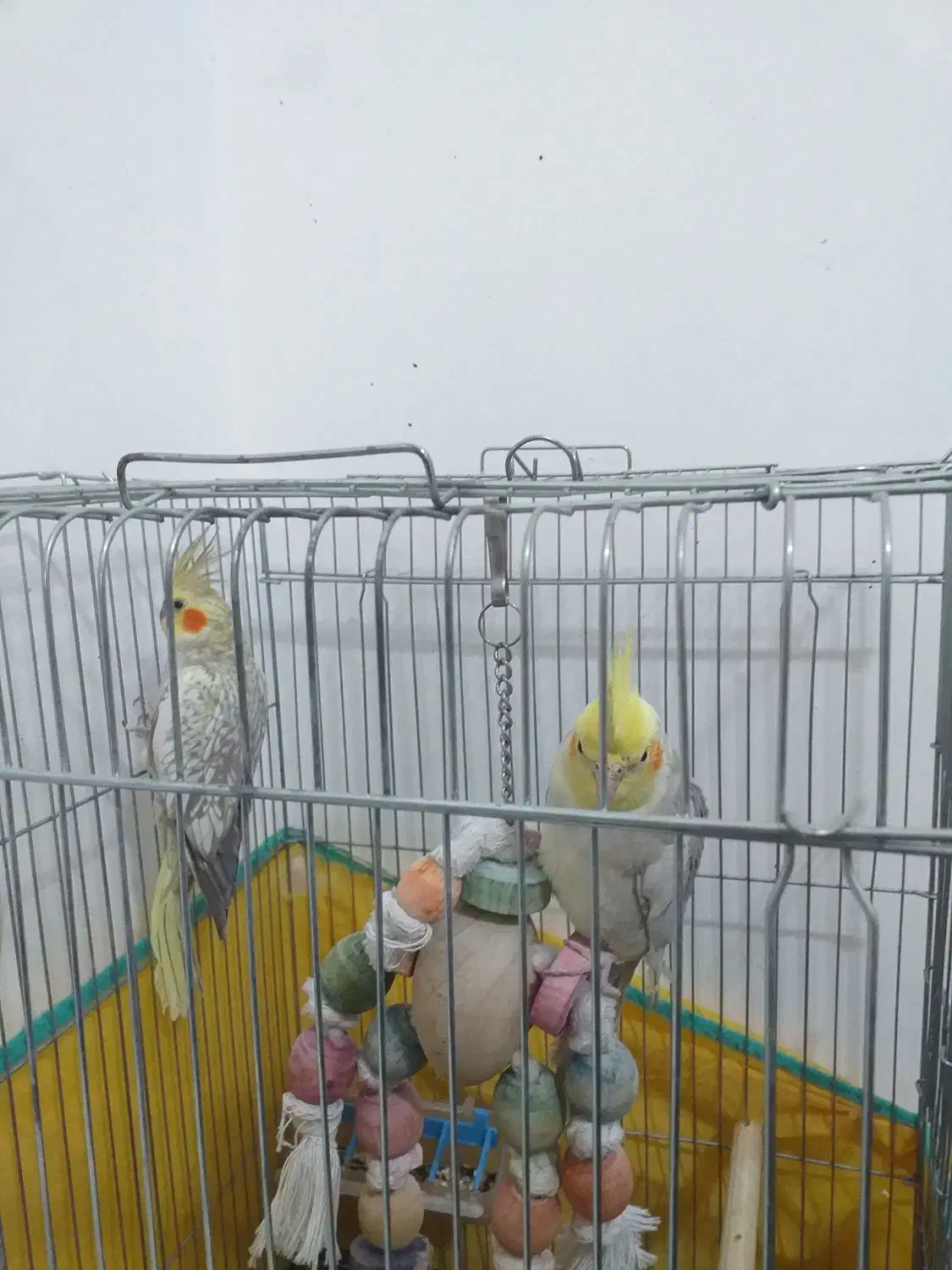 عروس هلندی|پرنده|دره شهر, |دیوار