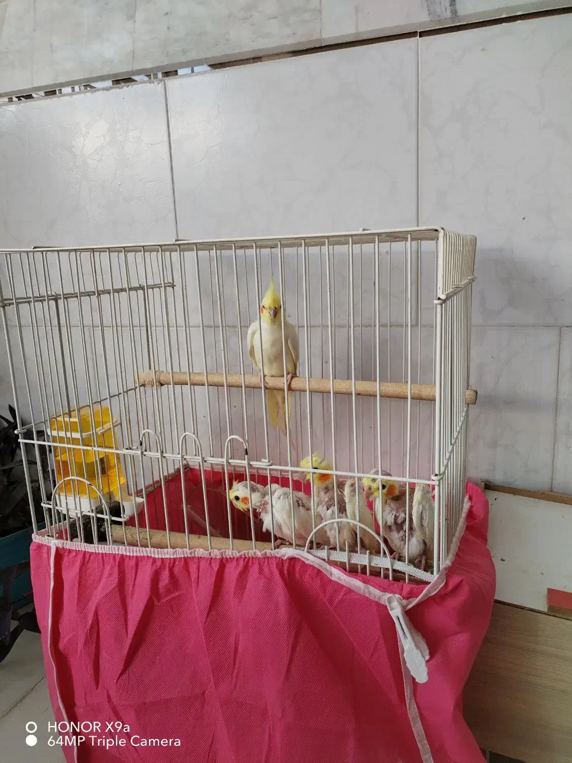 عروس هلندی|پرنده|نجفآباد, یزدانشهر|دیوار