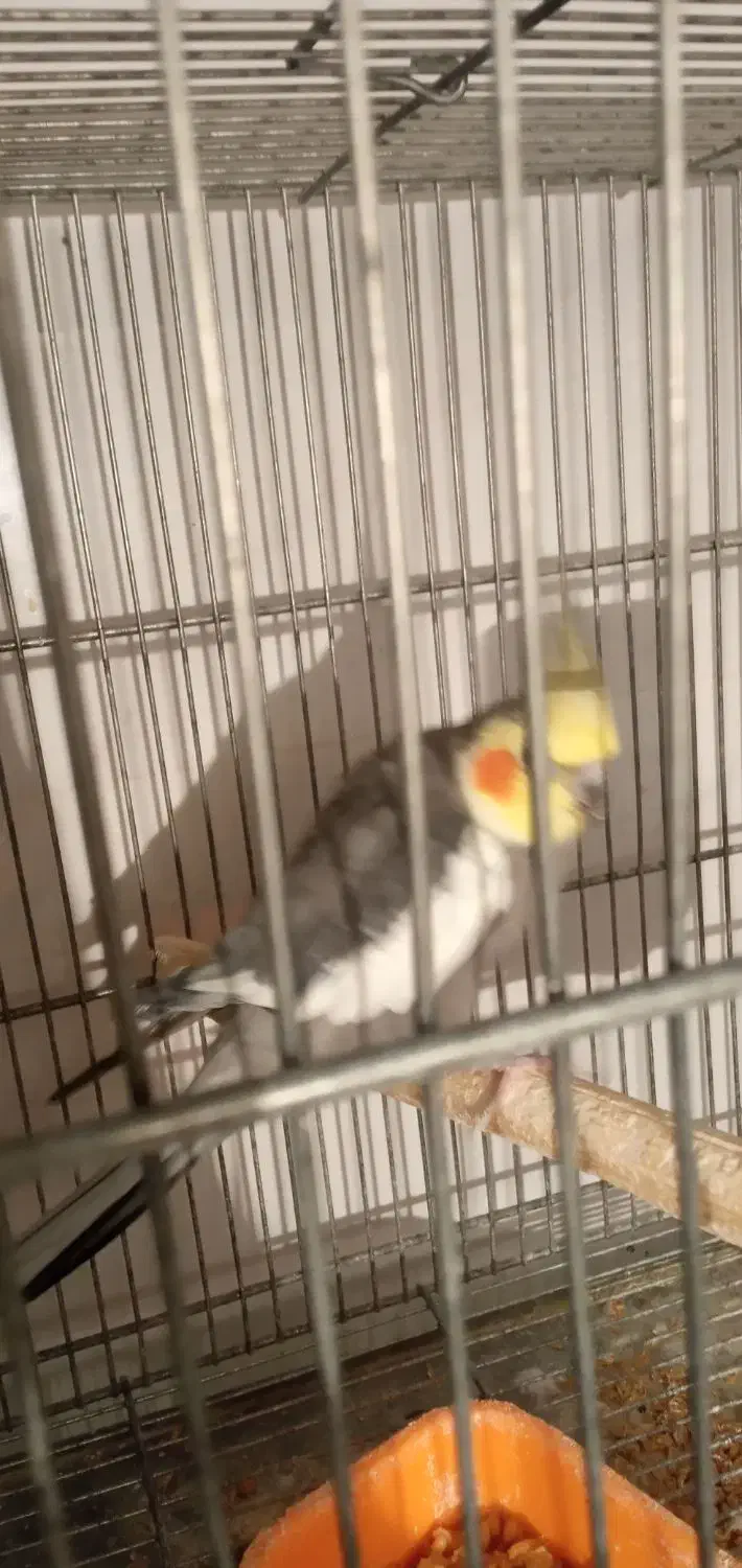 عروس هلندی مولد با جوجه|پرنده|رباطکریم, نصیرشهر|دیوار