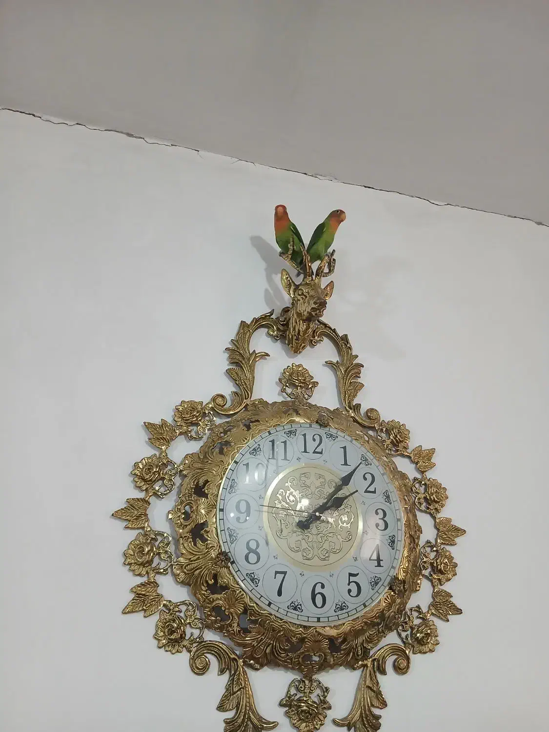 کوتوله برزیلی|پرنده|قرچک, محمد آباد|دیوار