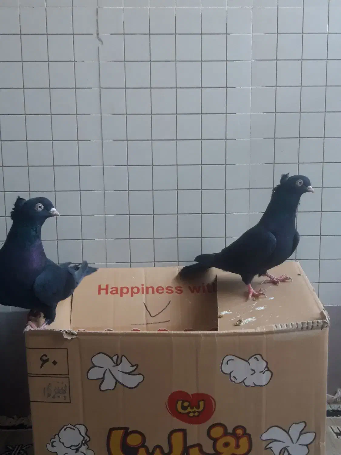 کفتر زاغ آبادانی|پرنده|نهاوند, |دیوار