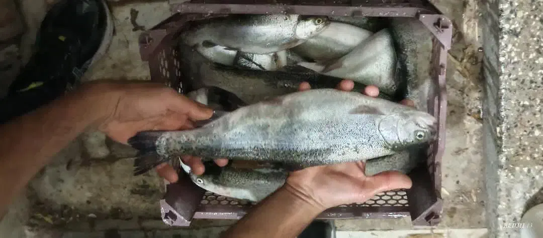 ماهی قزل الا|ماهی|مراغه, |دیوار