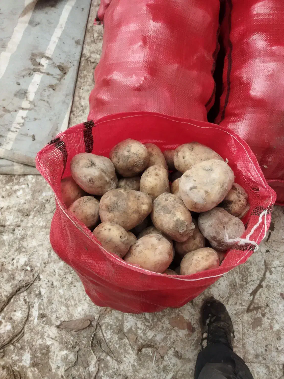 سیب زمینی|خوردنی و آشامیدنی|سردرود, |دیوار