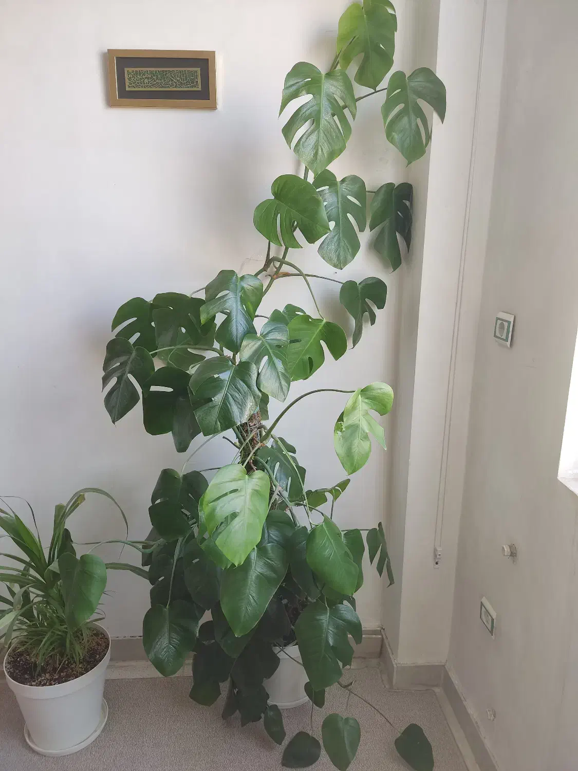 برگ انجیری|گل و گیاه طبیعی|قم, پردیسان|دیوار